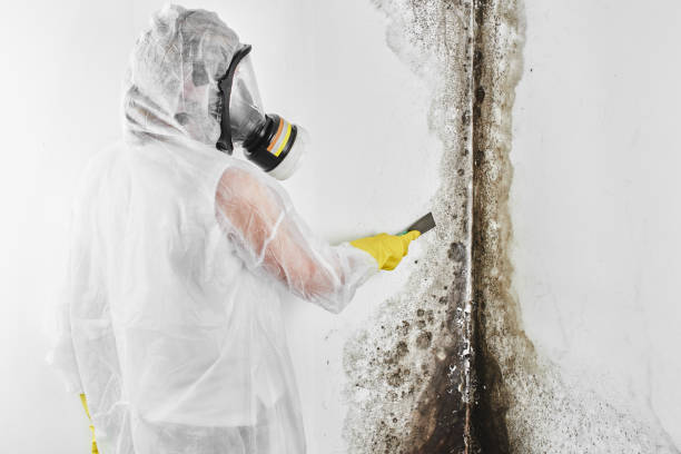 Best Mold Removal and Inspection  in Bisbee, AZ