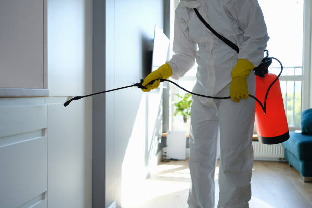 Best Toxic Mold Removal  in Bisbee, AZ