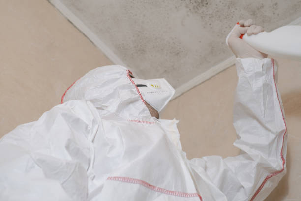 Best Home Mold Removal  in Bisbee, AZ